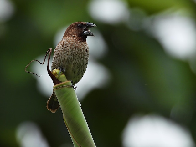 写真 <unk>胸のムニア <unk>は黒い 頭の胸と上半身は濃い茶色