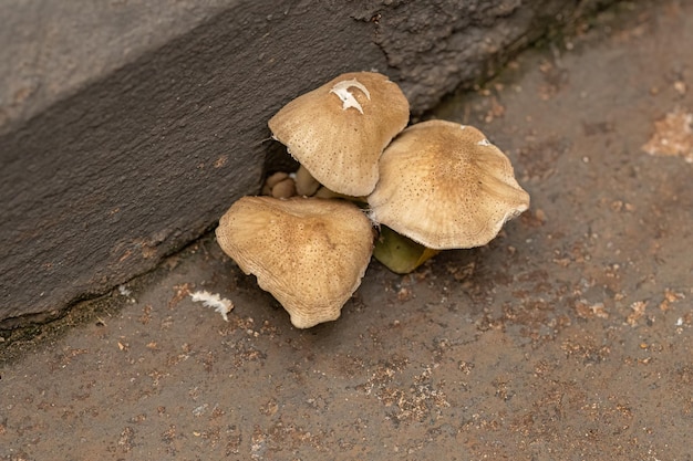 Scalycaps Fungi Mushroom