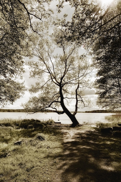 Scandinavisch prachtig landschap