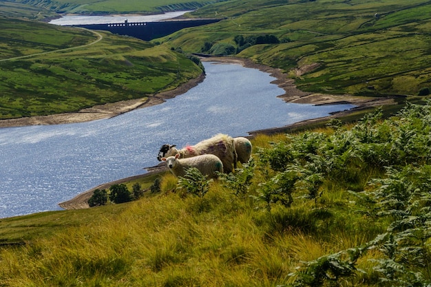 Foto scar house reservoir met grazende schapen op de voorgrond, upper nidderdale, engeland, uk.