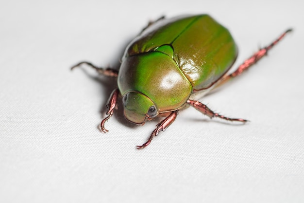 Scarab beetle or Anomala grandis on white fabric