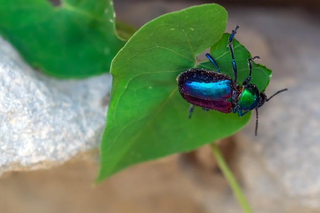 Scarab beetle on a green leaf