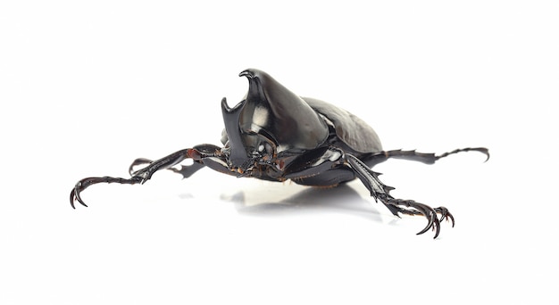 Scarab Fighting beetle