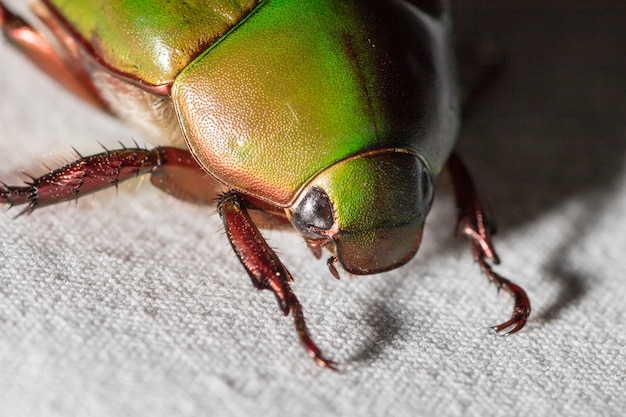 Scarabever of Anomala-grandis op witte stof