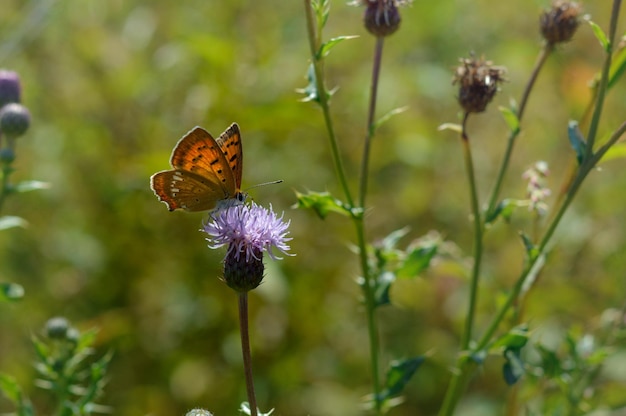 Scarce copper butterfly on a purple wildflower in nature