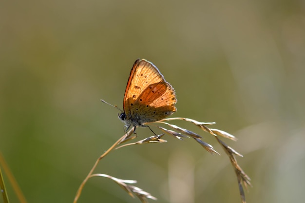 希少な銅蝶 小さな銅オレンジ色の蝶