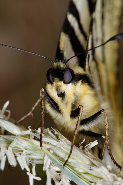 Foto la rara farfalla coda di rondine del parco naturale di biokovo, in croazia.