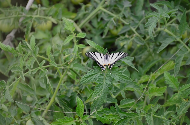 Photo scarce swallowtail iphiclides podalirius rare european butterfly