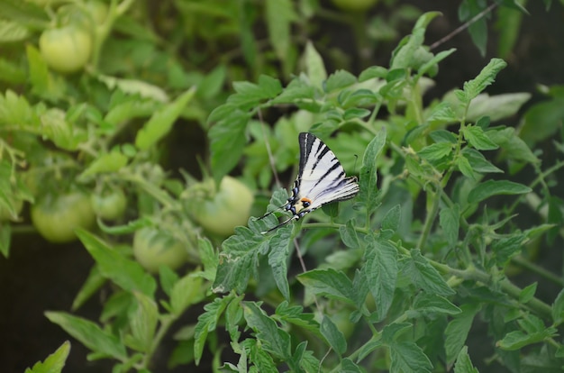 Photo scarce swallowtail iphiclides podalirius rare european butterfly