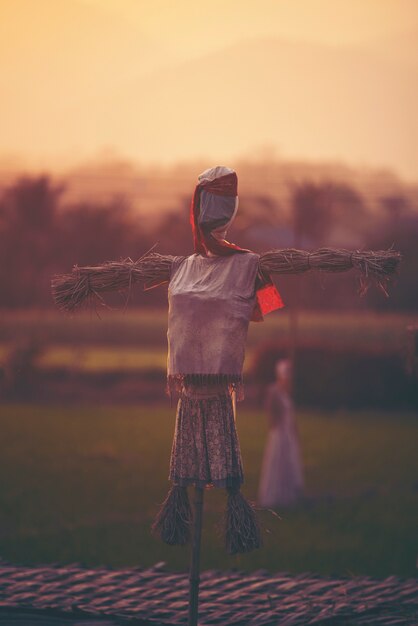 Scarecrow in the paddy rice field at sunset