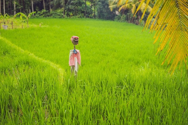 Scarecrow in the rice field Bali Tourism