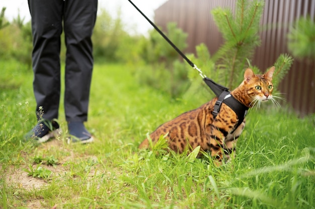 Scared beautiful bengal cat with green eyes outdoors lying on groundunrecognizable man walking with