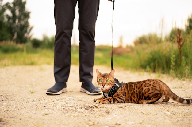 Scared beautiful bengal cat with green eyes outdoors lying on groundunrecognizable man walking