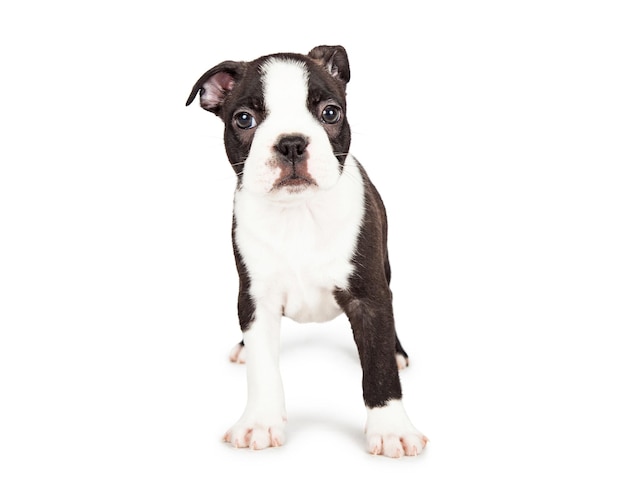 怖がっているボストン テリアの子犬の立っています。