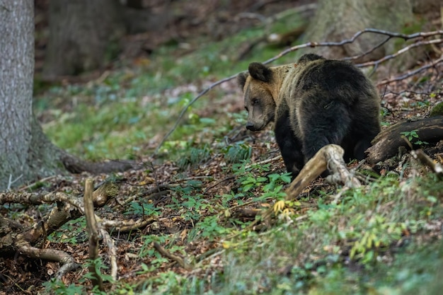 Scared brown bear going away and looking back in forest