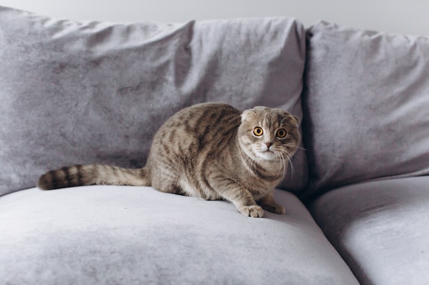 Scared cat on sofa