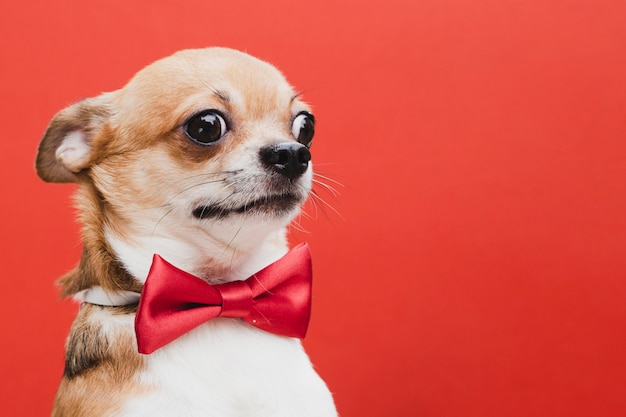 写真 赤い弓コピースペースで怖い犬