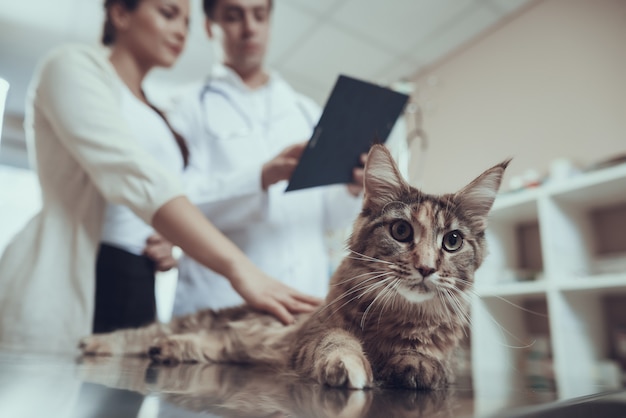 Spaventato maine coon sul tavolo veterinario e proprietario parlando