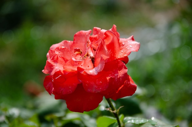 Photo a scarlet beautiful rose in the garden on a summer day.