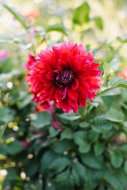 Scarlet dahlia bloem in de tuin