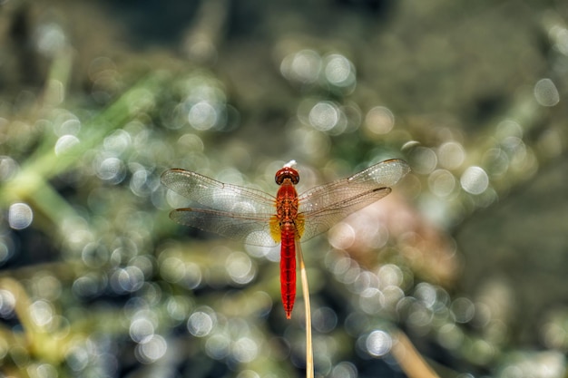 Photo scarlet dragonfly in selous national park