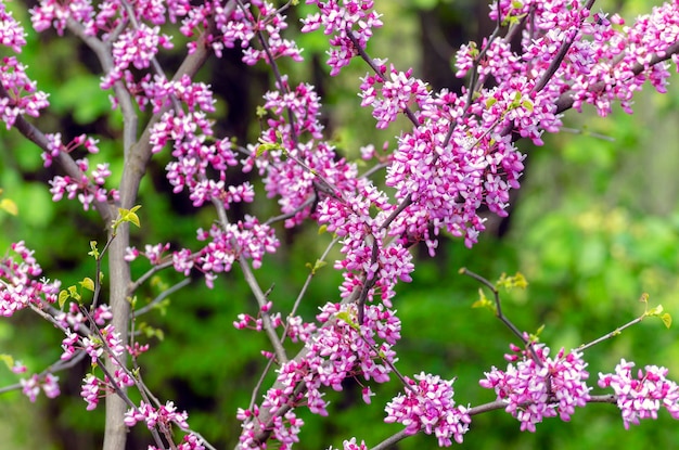 Scarlet een boom met bloeiende paarse bloemen cercis of judas tree