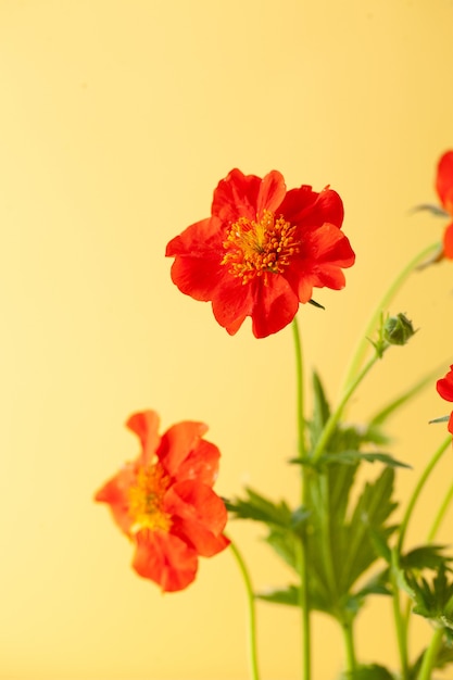 Scarlet flowers gravitate on yellow