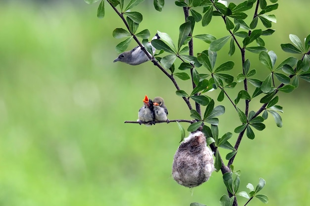 Scarlet-headed flowerpecker-vogel voedt hun jongen op tak, dicaeum trochileum-vogel op tak