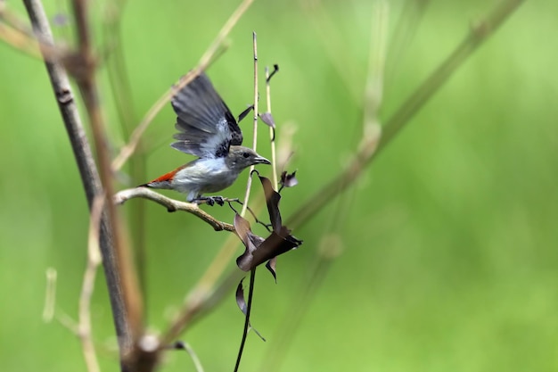 Scarlet-Headed Flowerpecker-vogel voedt hun jongen op tak, Dicaeum trochileum-vogel op tak