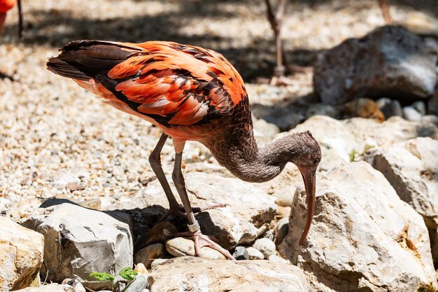 Foto ibis scarlatto uccelli e uccelli mondo acquatico e fauna fauna selvatica e zoologia fotografia naturale e animale
