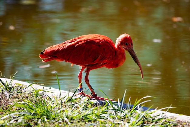 Scarlet ibis Bird and birds Water world and fauna Wildlife and zoology