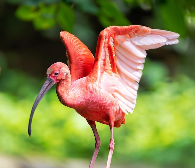 写真 自然の中で羽を大きく広げたショウジョウトキ