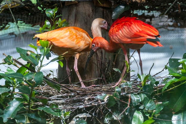 Scarlet ibis vogel zat op een boomtak