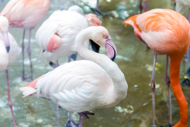 Scarlet ibis in the water