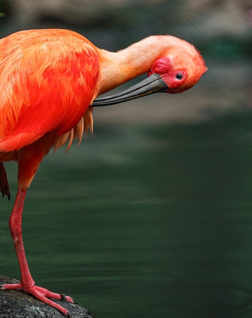 Scarlet ibis