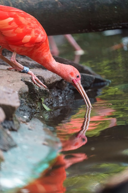 Scarlet ibis