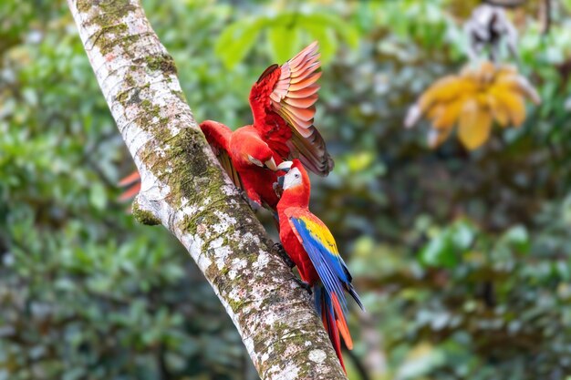 Scarlet macaw Ara macao paar geplaatst op boom Quepos Wildlife en vogels kijken in Costa Rica