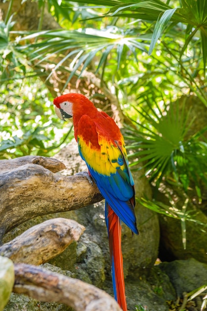 Scarlet macaw Ara macao red yellow and blue parrot sitting on the brach in tropical forest Playa del Carmen Riviera Maya Yu atan Mexico