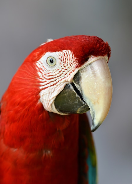 Scarlet macaw or Ara macao