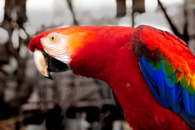 Scarlet Macaw closeup view