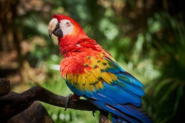 Алый ара красочный попугай в тропиках