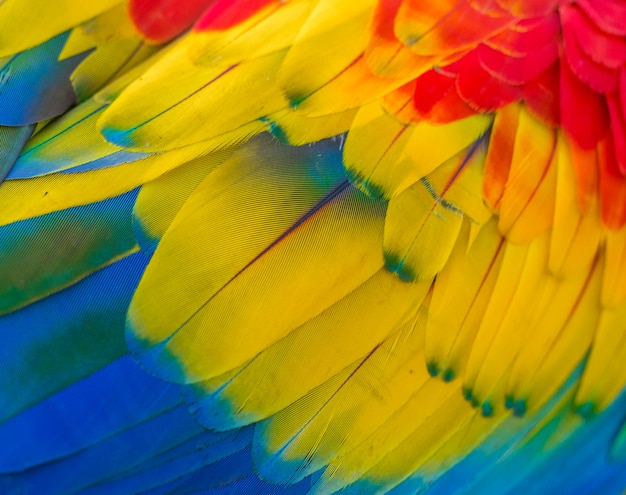 Photo scarlet macaw feathers detail