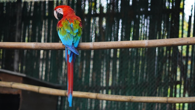 緋色のコンゴウインコの画像 hd