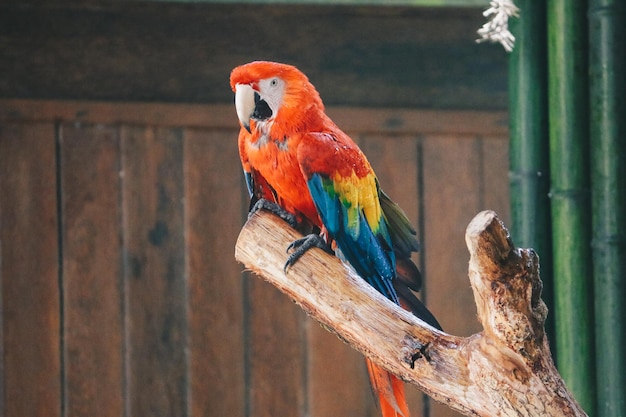 Scarlet Macaw parrot Ara macao take shower with water splash