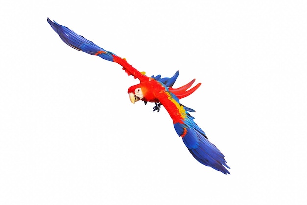 Scarlet macaw parrot flying isolated on white background.