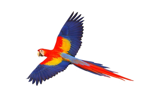 Scarlet macaw parrot flying isolated on white background