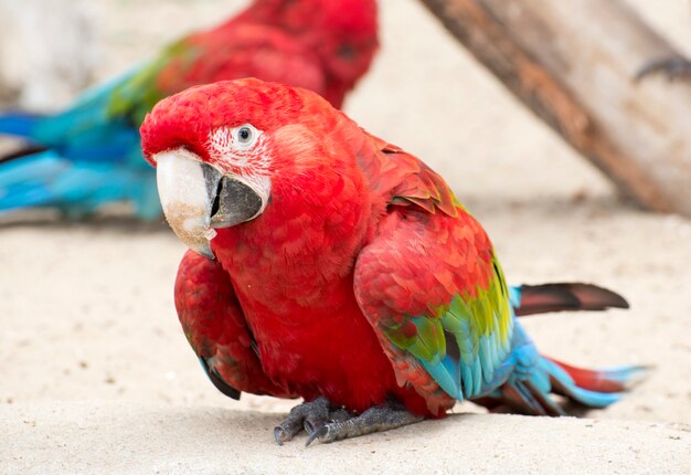 Scarlet macaw parrot