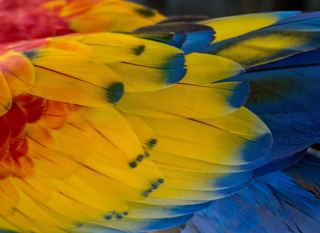 Scarlet macaw's feather