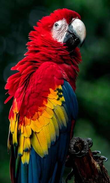 Scarlet macaw