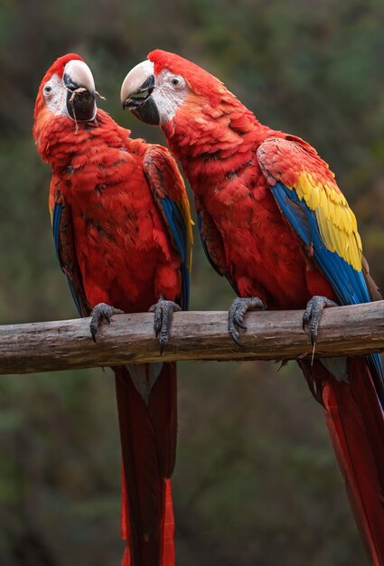 Scarlet macaw